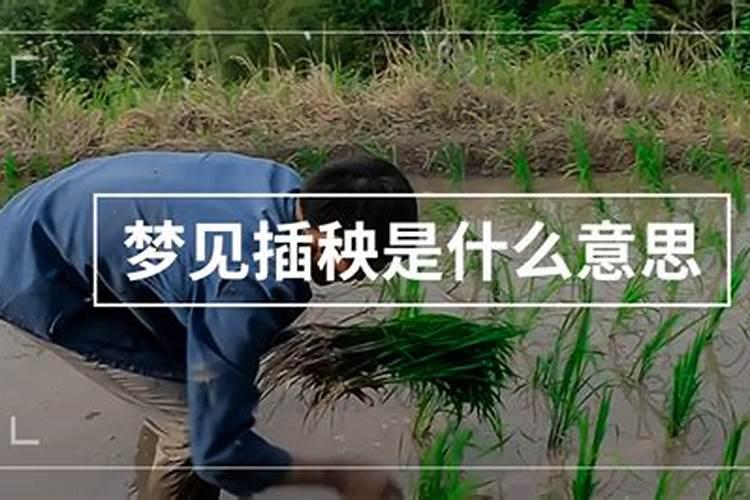 梦见自己插秧是什么意思周公解梦
