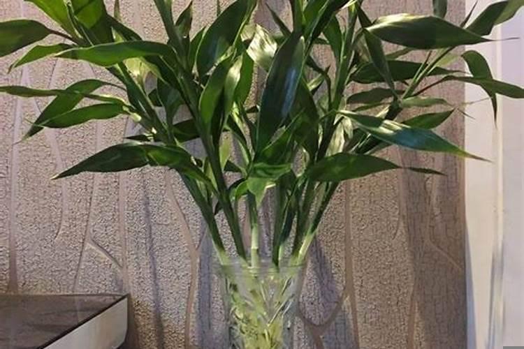 富贵竹养多少支招财