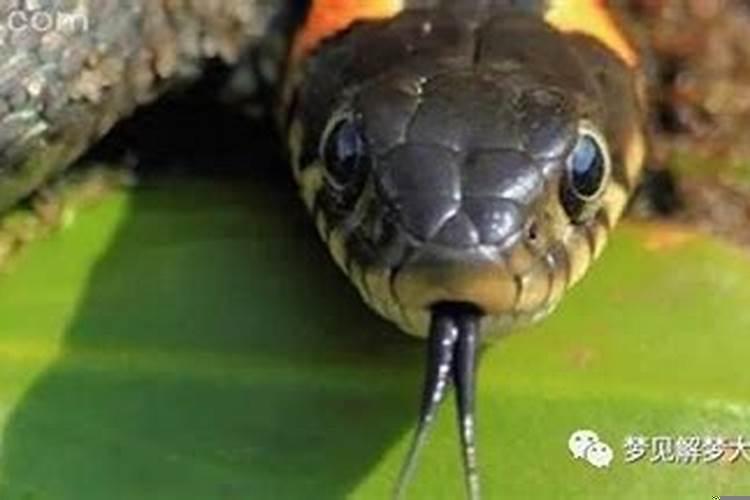 梦见母亲被蛇咬死是什么征兆