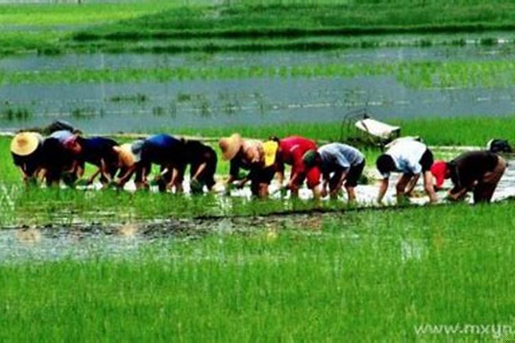 梦见自己插秧是什么意思周公解梦