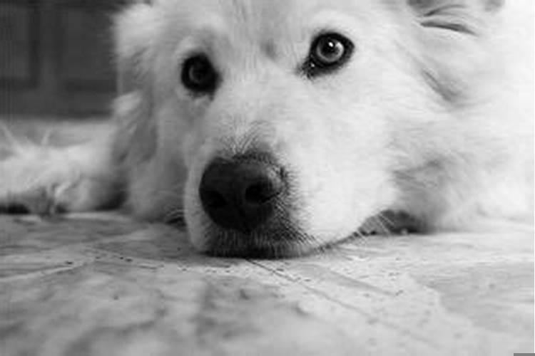 总是梦见狗狗有什么寓意嘛