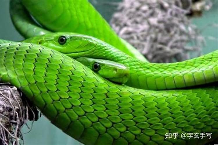 梦见变色龙和蛇是什么预兆