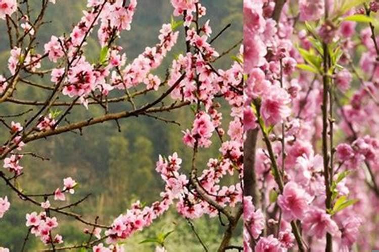 桃花劫属相的桃花劫是什么意思