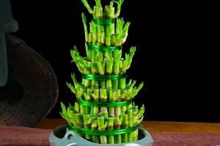 富贵竹养多少支招财