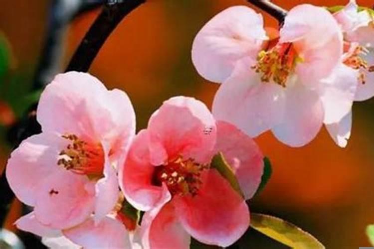 女人梦见五谷粮食是什么意思