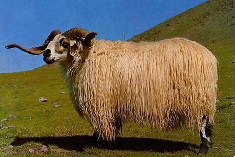 夫妻离婚的时候