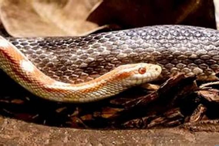 梦见蛇钻进血管里又把它拽出来了