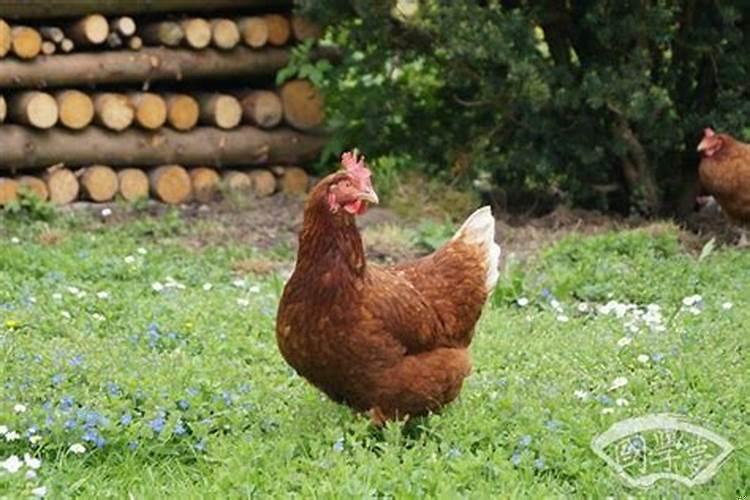 1981年的鸡41岁后半生命运如何