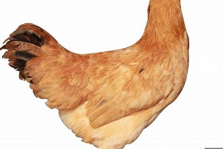 梦见死人和病人是什么意思