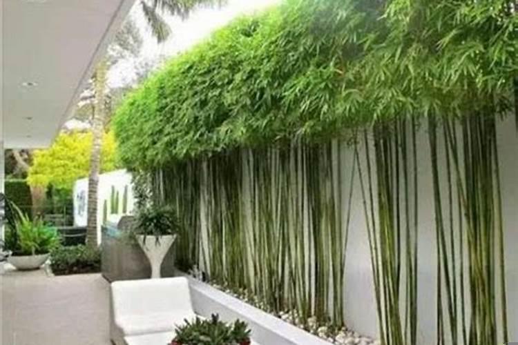 竹子栽在院子什么位置最好