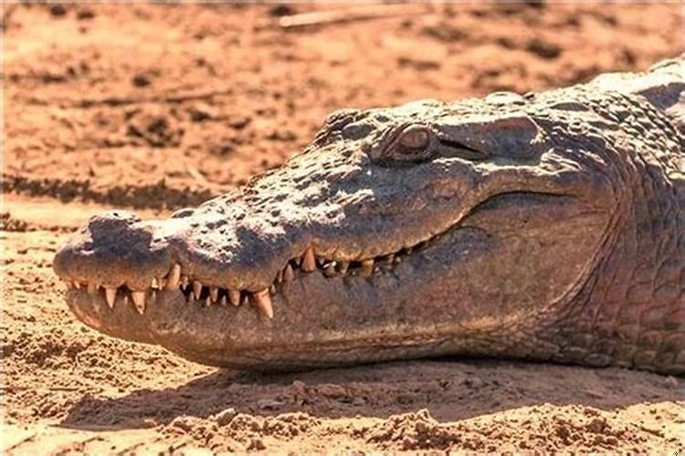 梦见老婆找我吵架