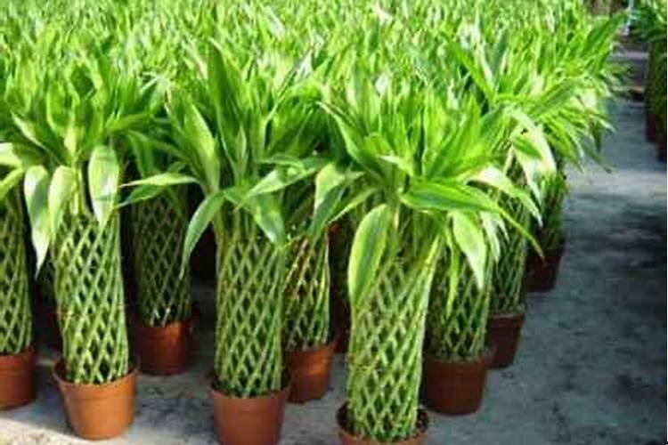 开运竹好还是富贵竹好