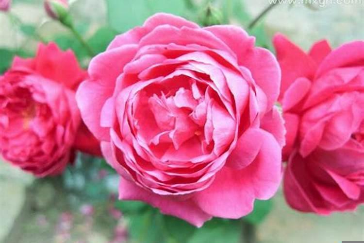 梦见好多花开得好漂亮是什么预兆呢