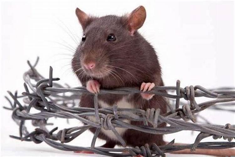 做梦耗子死了是什么意思