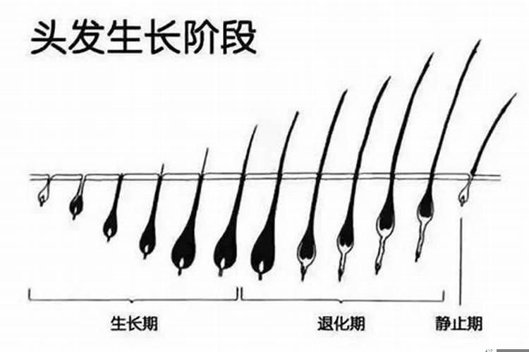 头发寿命到了会怎样