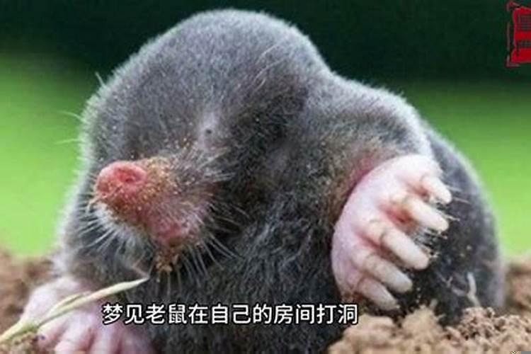 做梦耗子死了是什么意思