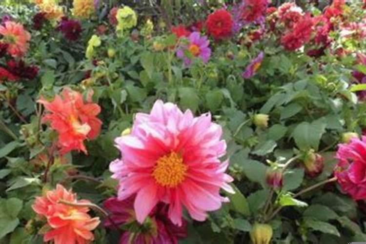 梦见好多花开得好漂亮是什么预兆呢