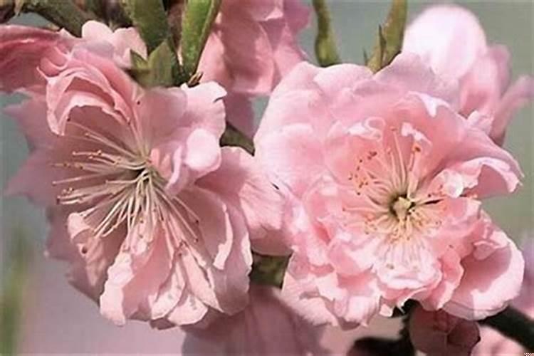 十二星座什么时候有桃花运