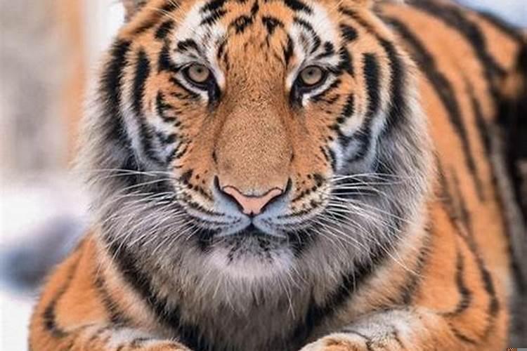 十二生肖虎的守护神是什么菩萨