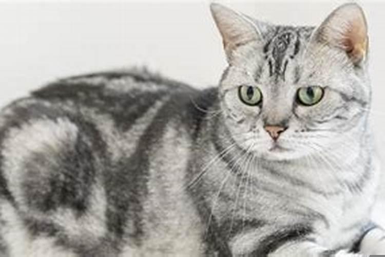 梦见一只猫往身上扑