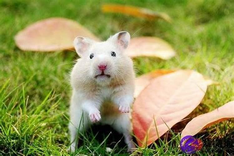 属兔的跟属鼠的可以结婚吗