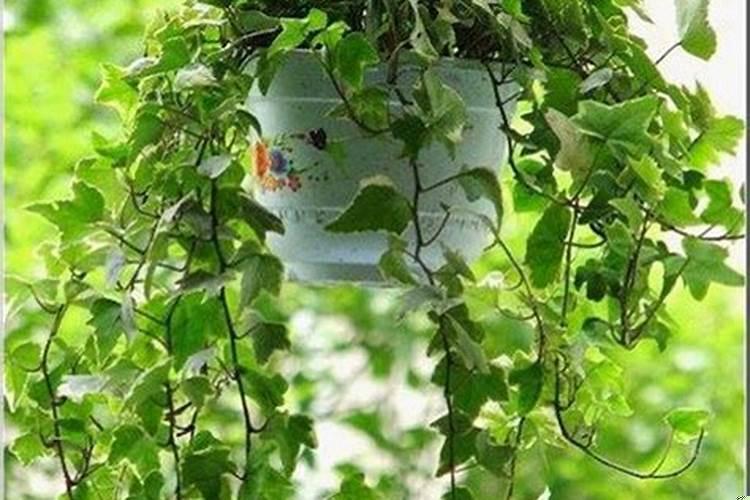 女生卧室放什么花最好