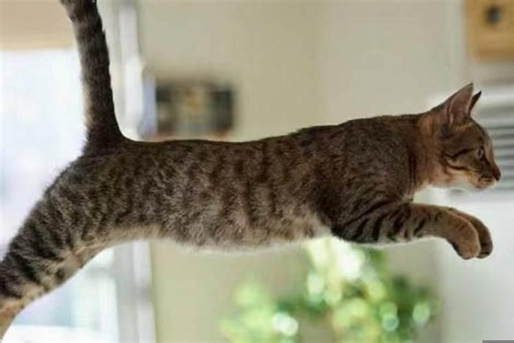 梦见一只猫往身上扑