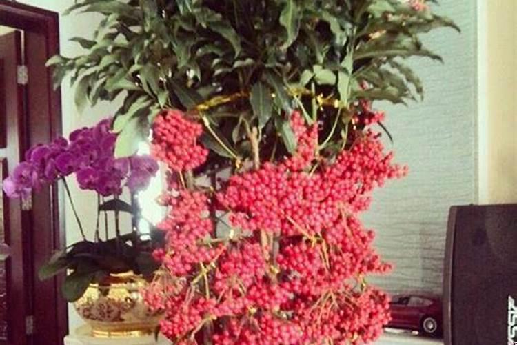 店铺门口种什么植物招财