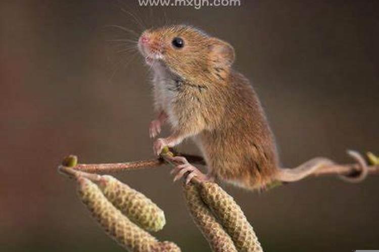 做梦耗子死了是什么意思