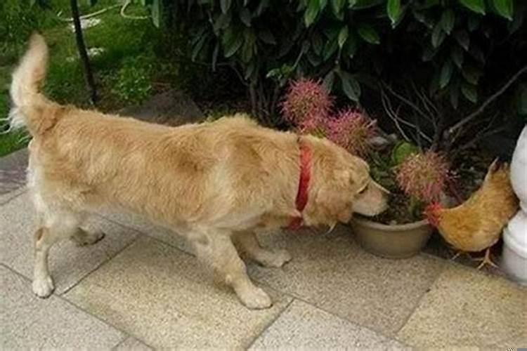 属狗和属鸡的子女会怎么样