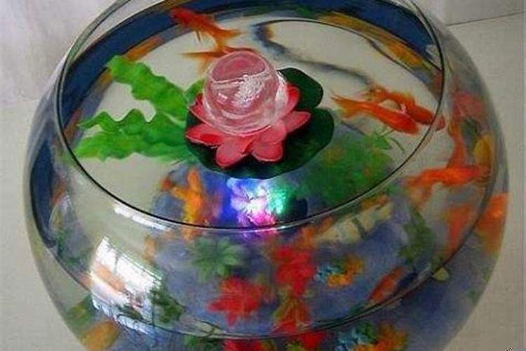 室内养什么最好旺财