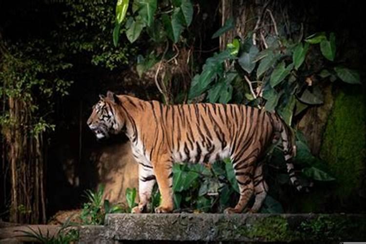 2025年不适合生孩子的生肖有哪些