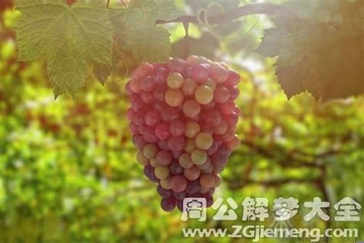 梦见摘葡萄是什么意思周公解梦