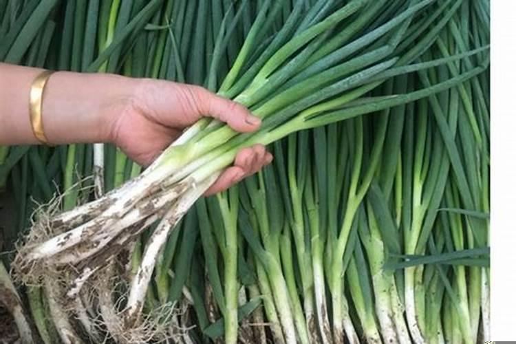 孕妇梦见一大堆葱是什么意思