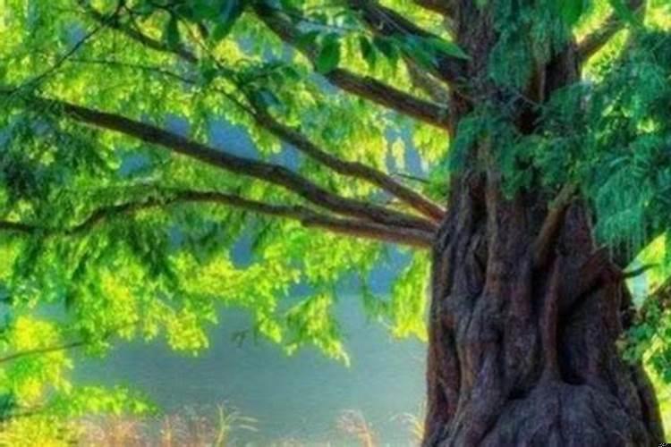 什么旺五行属木的人