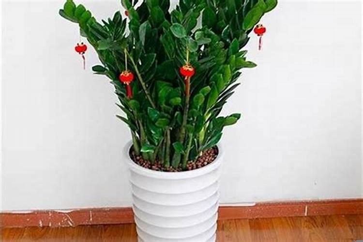 属猪的养什么植物最旺财