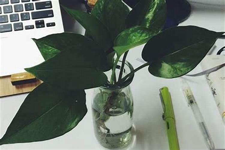 办公室摆放什么植物最招财