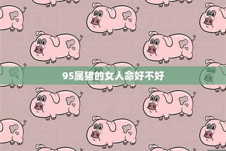 属猪的命好不好?