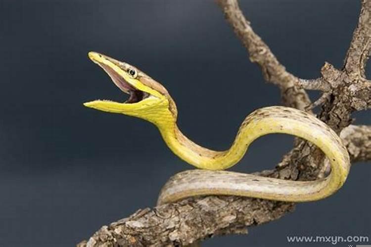 梦见家里有好多肉肉