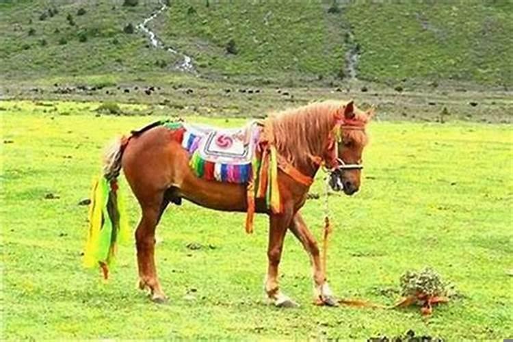 属马与马配婚姻好不好