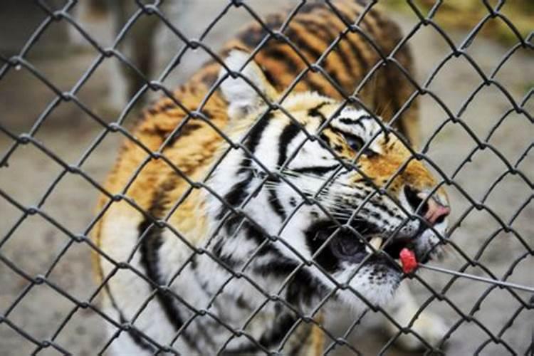 女人梦见老虎好吗