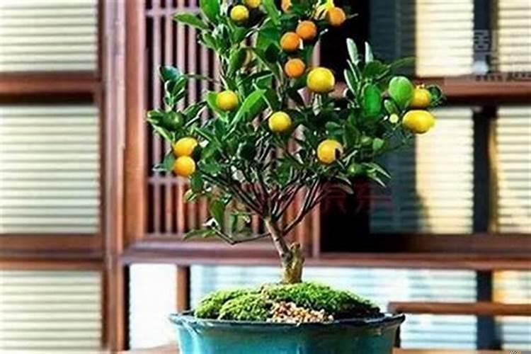 家里摆什么旺财运最好