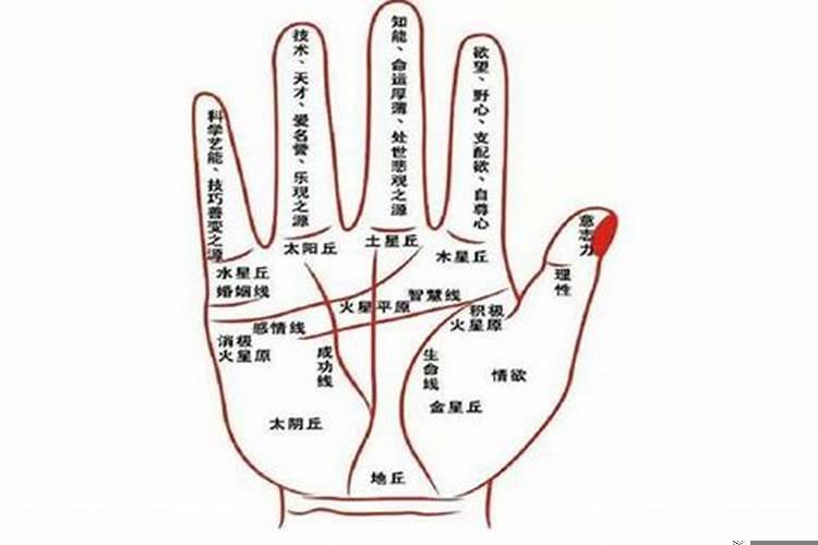 手相指纹十个簸箕