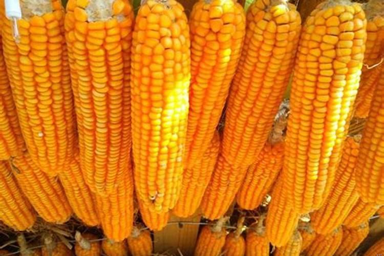 梦到在掰玉米棒子