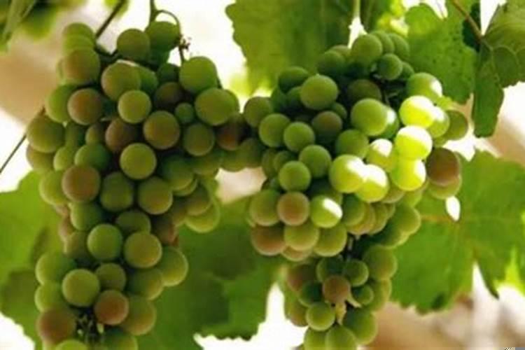 梦见摘葡萄是什么意思周公解梦