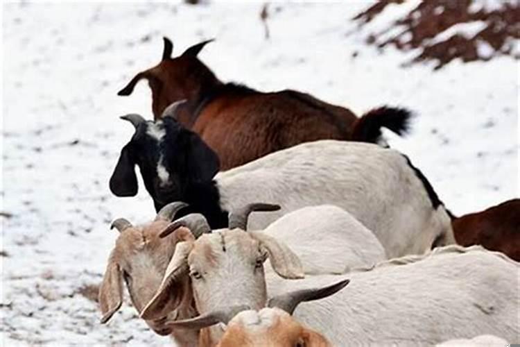 属羊女人的缺点