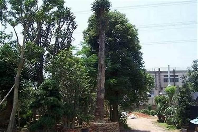 厂门口适合种什么花和树