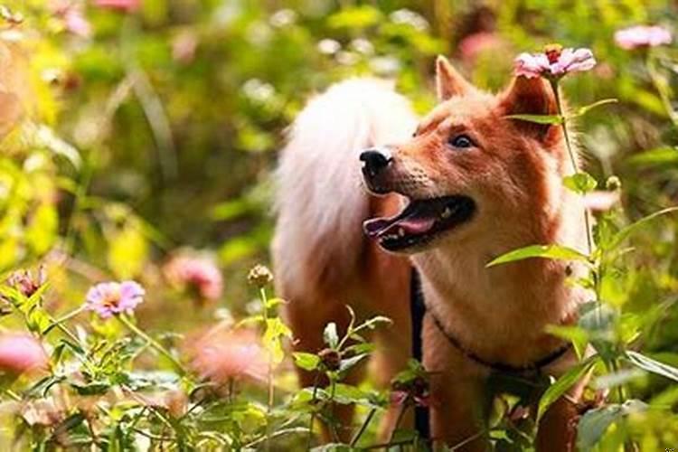 1970年属狗人的性格