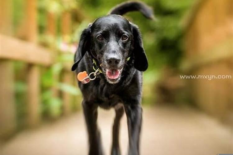 女人梦见黑狗进家预示什么意思呢