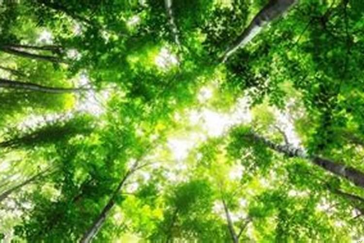 女人梦见锯树是什么意思